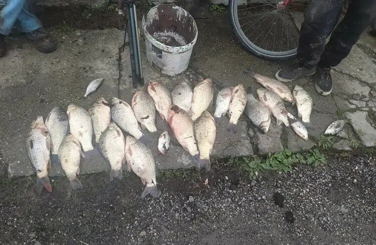 img Tizenhat kilo hal a szatyorban 1 751x489