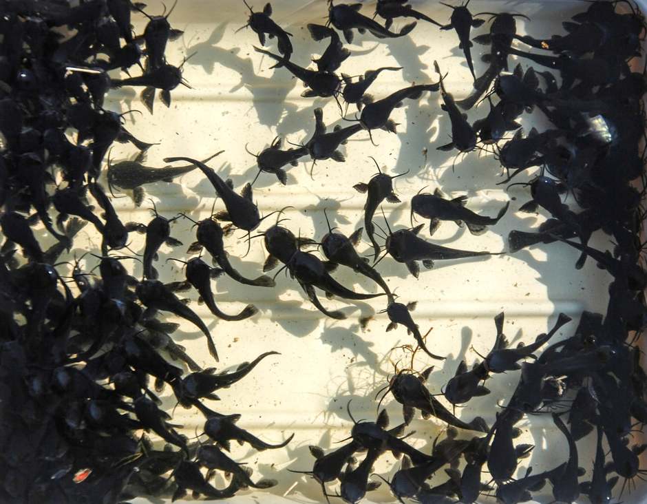 3334105FeketetorpeharcsafotoTakacsPeterBLKIhivatalos copy