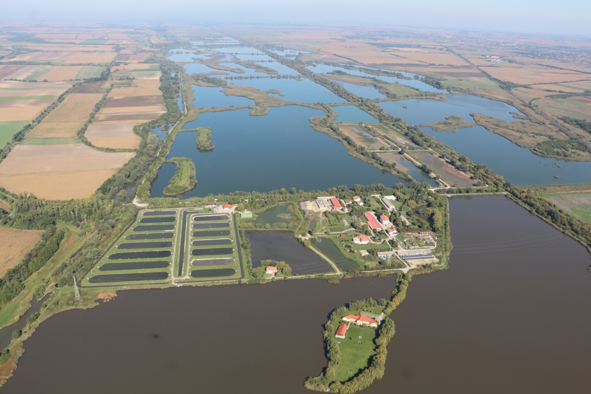 Halorszag Siraly Galeria