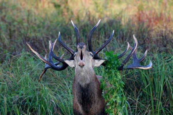 Babám merre jársz!