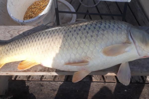 Kárász és nagy ponty