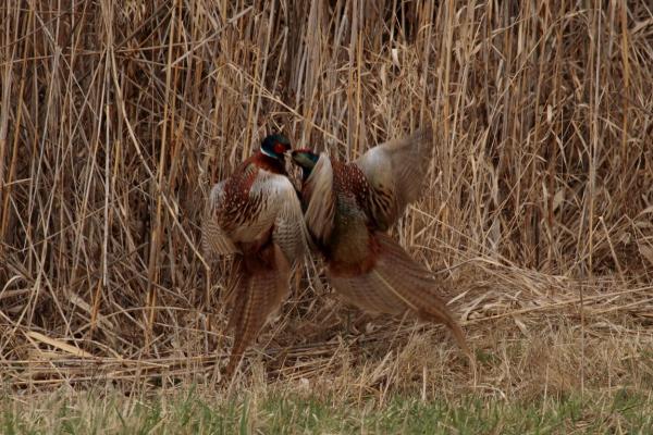 Elég volt! Elválok!