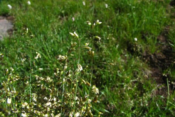 Édesfű- bölényfű