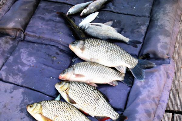 Vörösszárnyúak, kárászok..