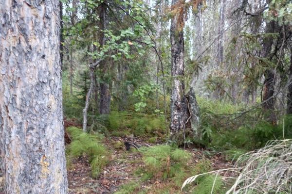 A tó partja, kanadai őserdő